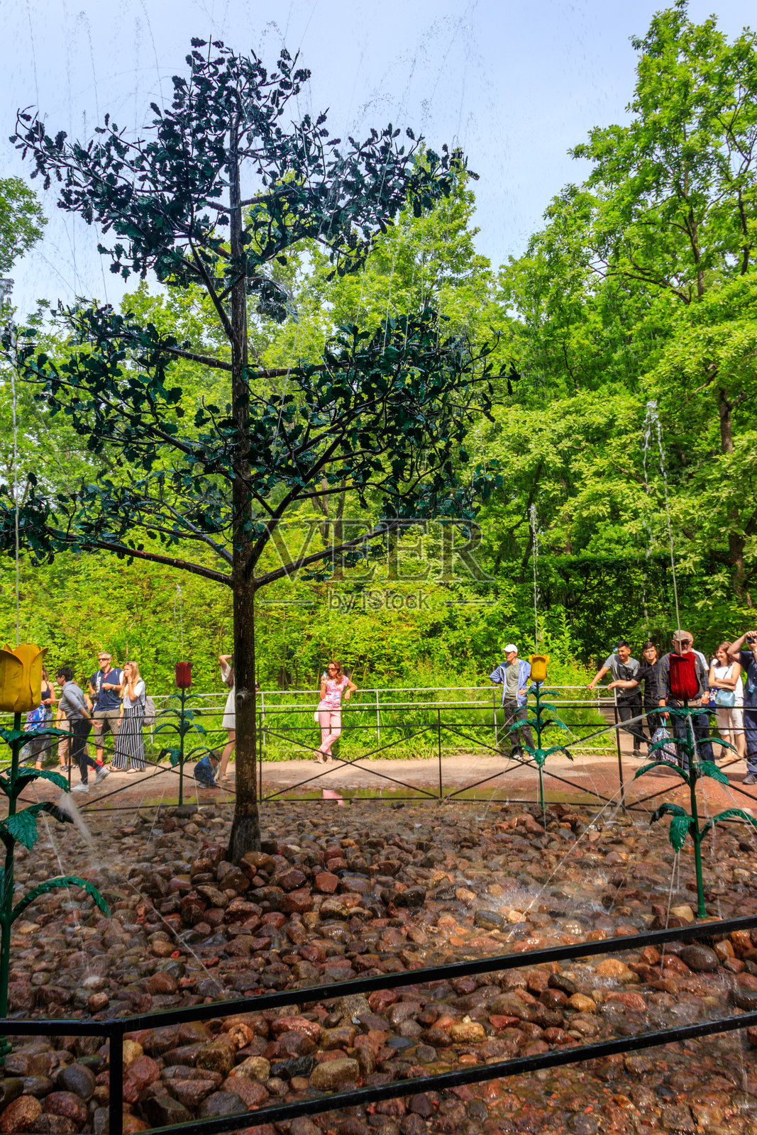 彼得霍夫下公园的喷泉爆竹橡树，位于俄罗斯圣彼得堡照片摄影图片