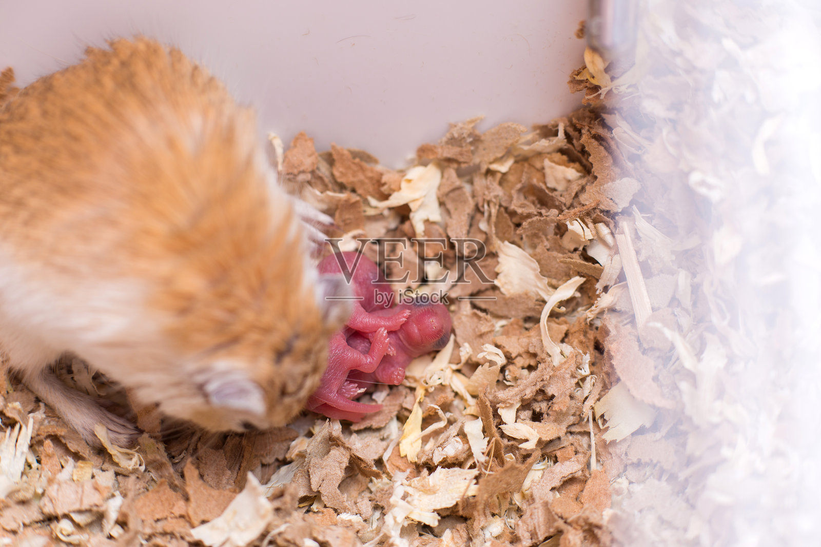 蒙古沙鼠照顾新生的小鼠。照片摄影图片