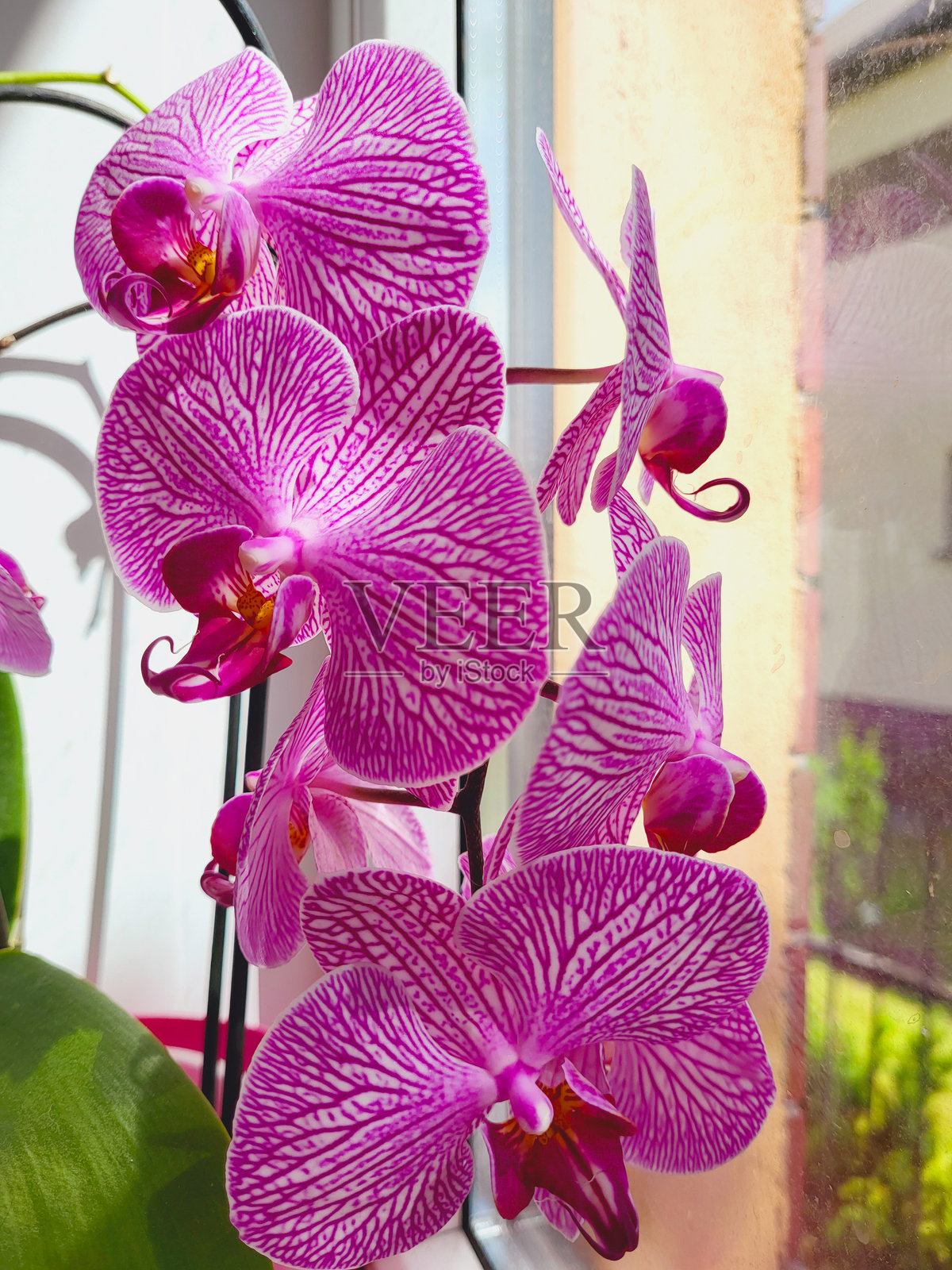 鲜艳的粉色兰花照片摄影图片