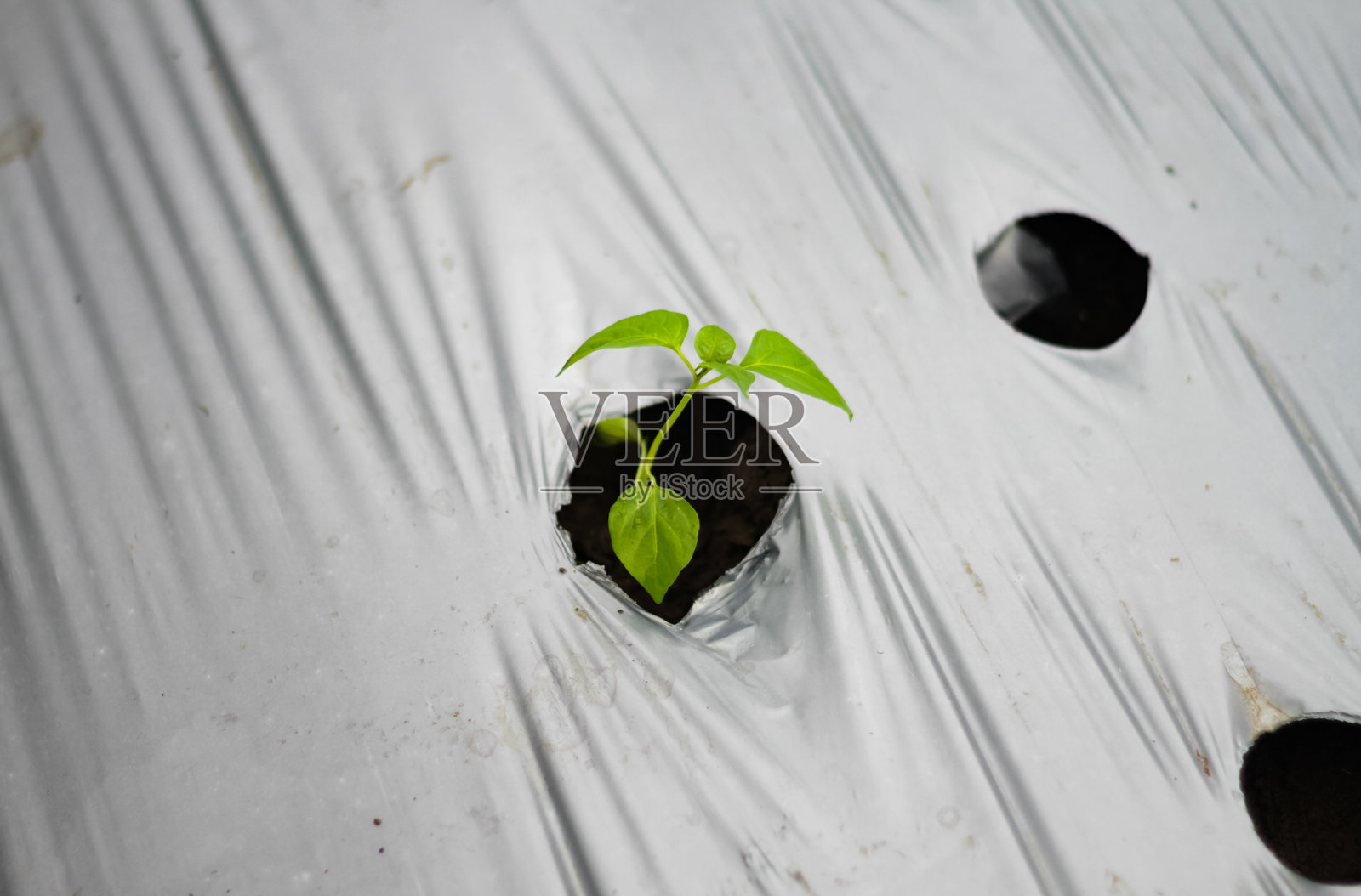 年轻的辣椒植物照片摄影图片