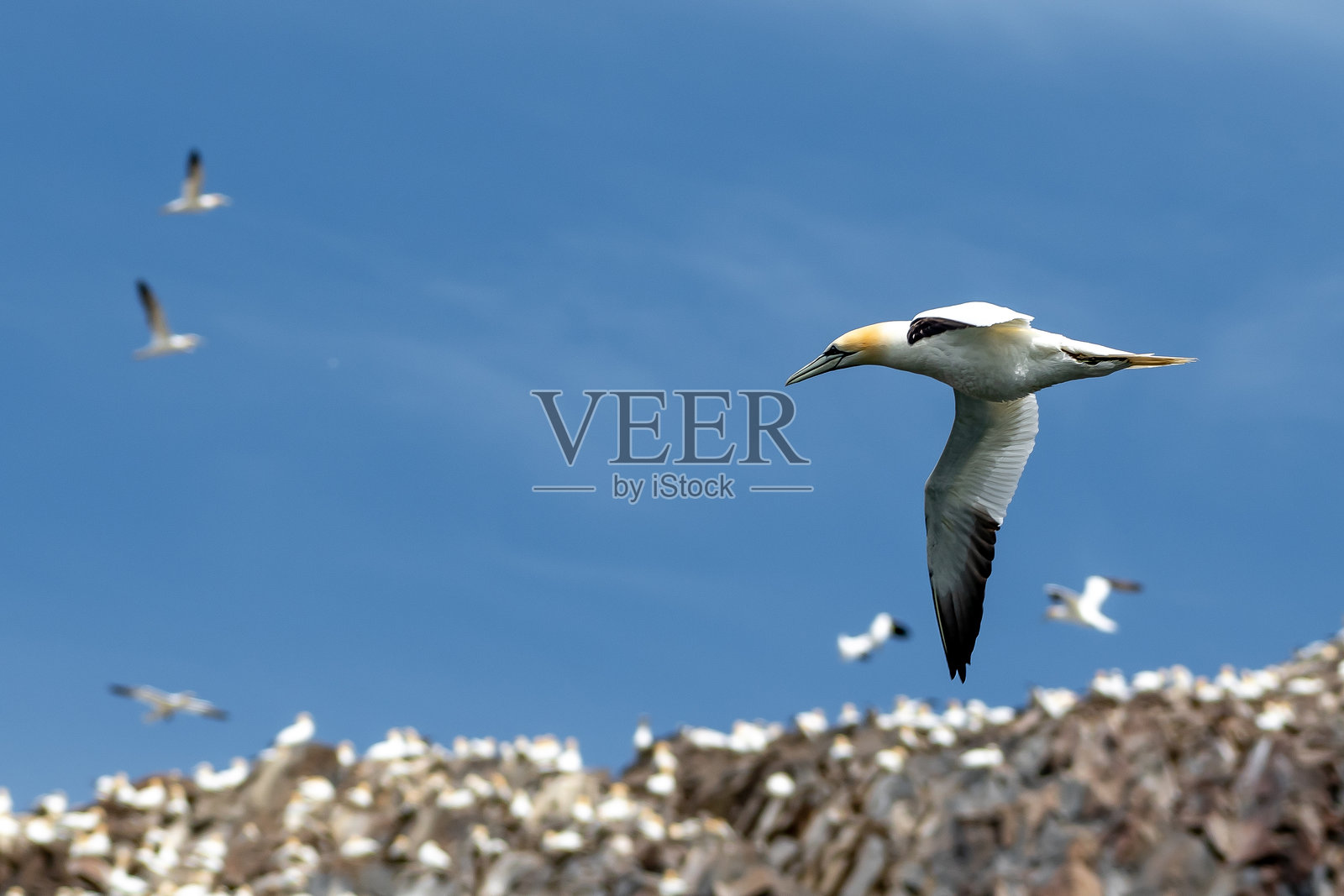北贝尔维克附近的巴斯岩岛上，北方海鸥（Morus Bassanus）栖息的海鸟群落，位于苏格兰的福斯湾大西洋中。照片摄影图片