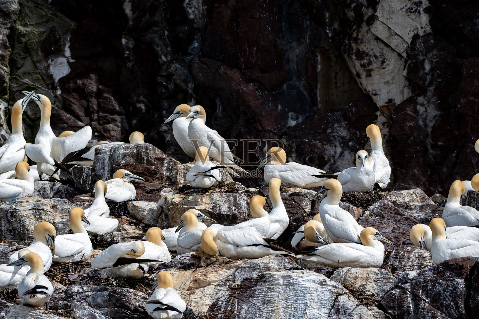 北贝尔维克附近的巴斯岩岛上，北方海鸥（Morus bassanus）栖息的海鸟群落，位于苏格兰的福斯湾大西洋中。照片摄影图片