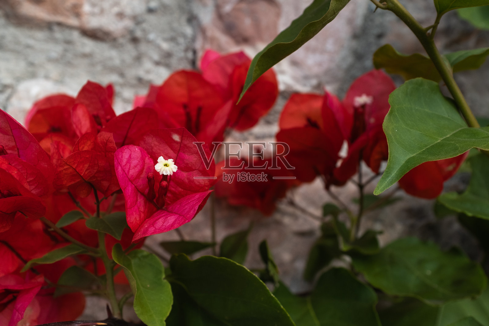 红色九重葛苞片和黄色白色花朵的特写 - 这种热带植物以其鲜艳多彩的苞片而闻名，常被误认为是花朵。高质量摄影。照片摄影图片