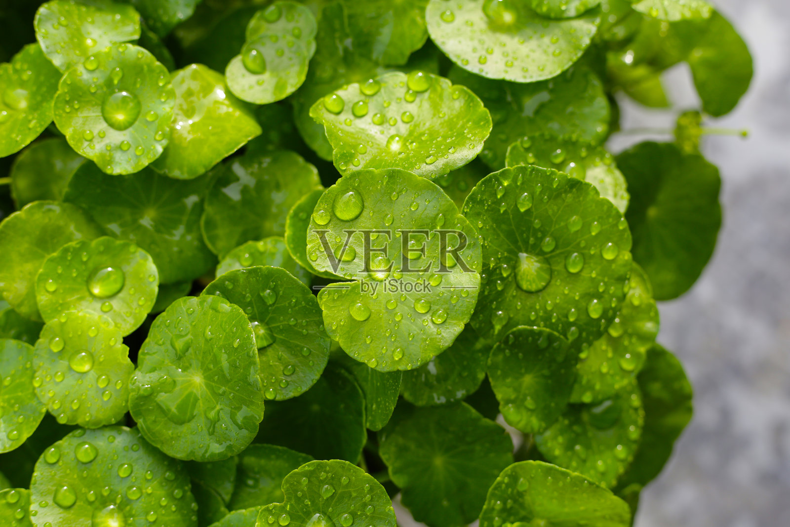 新鲜的积雪草绿叶上带有雨滴（Gotu Kola）照片摄影图片