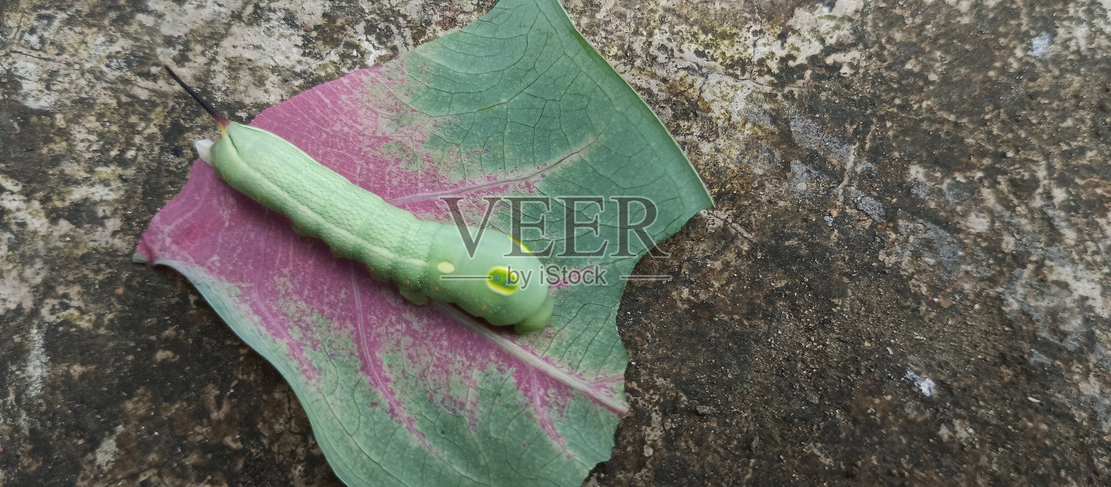 胖胖的绿色毛虫在吃叶子照片摄影图片