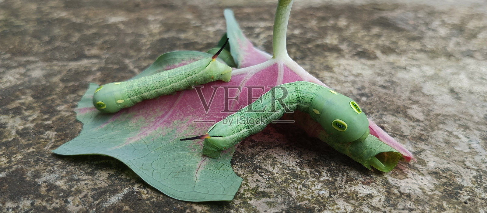 胖胖的绿色毛虫在吃叶子照片摄影图片