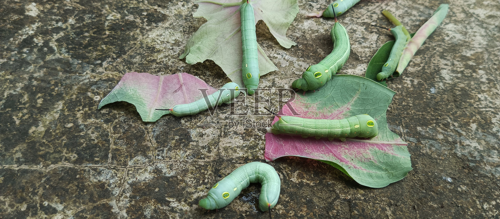 胖胖的绿色毛虫在吃叶子照片摄影图片