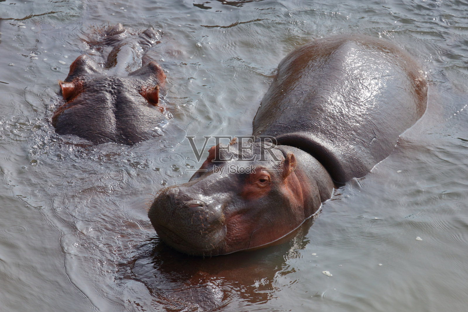 河马 / 河马 / 水豚照片摄影图片
