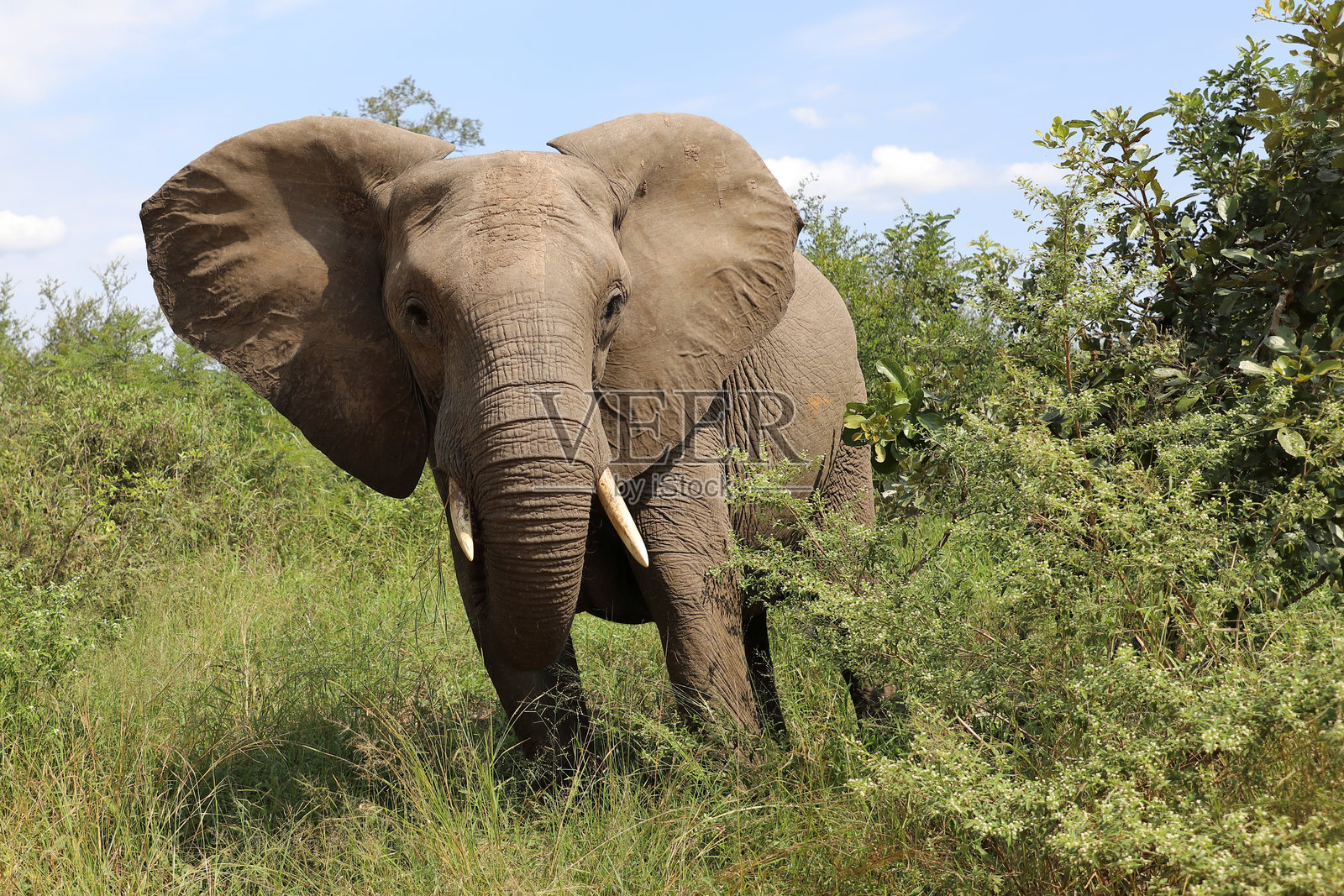 非洲象 / 非洲象 / 非洲象照片摄影图片
