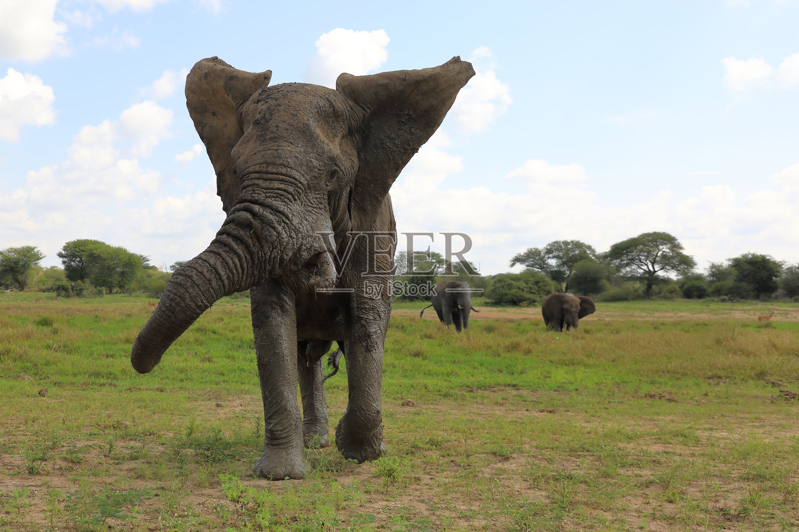 非洲象 / African elephant / Loxodonta africana照片摄影图片