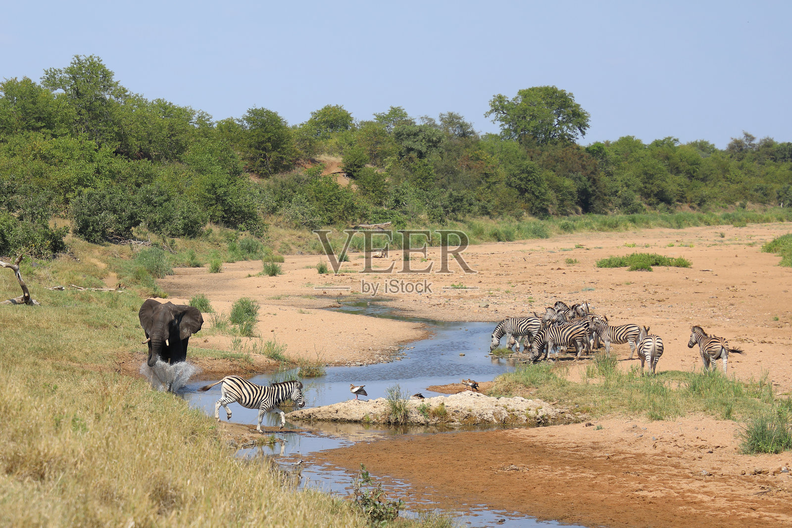 非洲象和布彻尔斑马在特森泽河中照片摄影图片