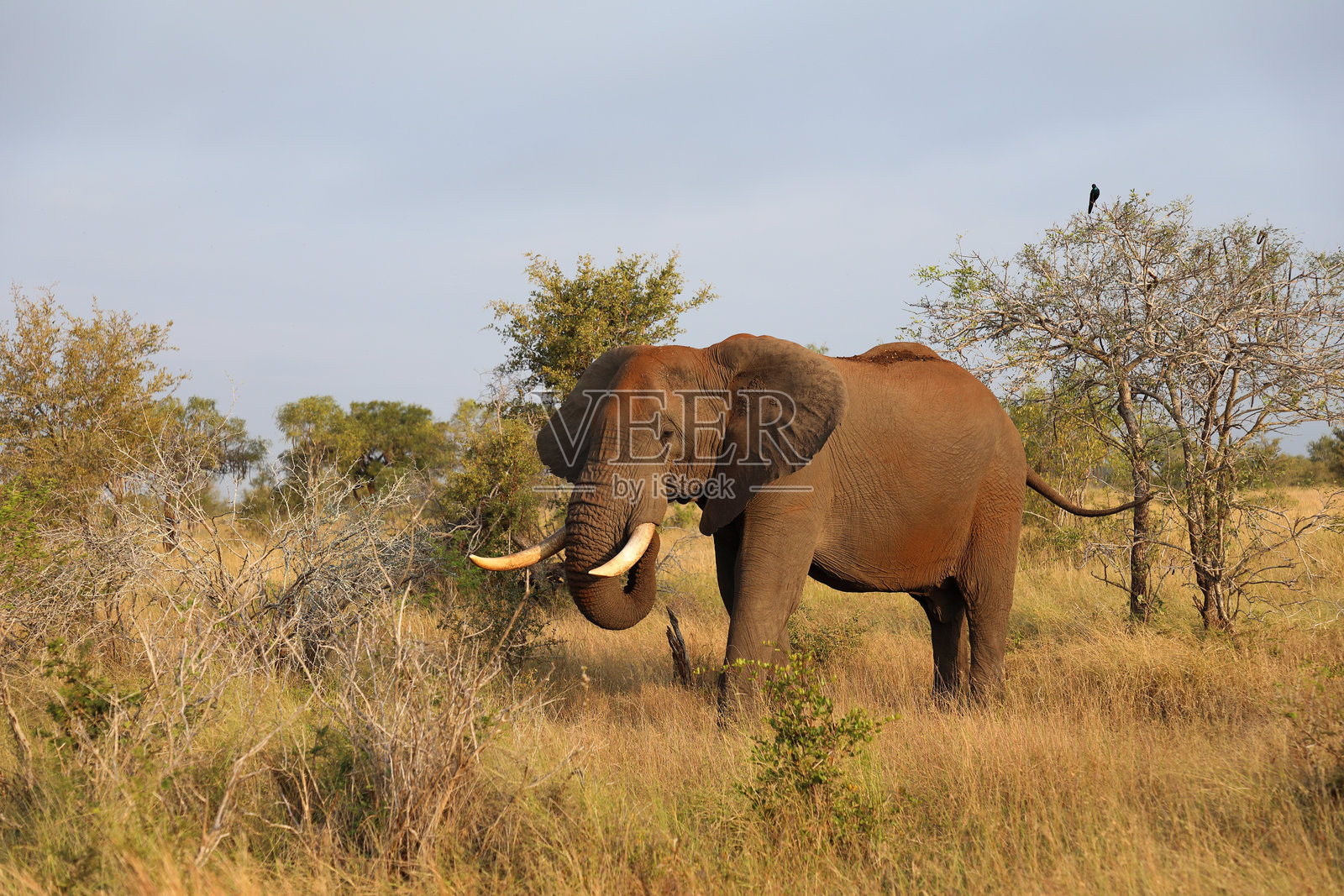非洲象 / 非洲象 / 非洲象 (Loxodonta africana)照片摄影图片