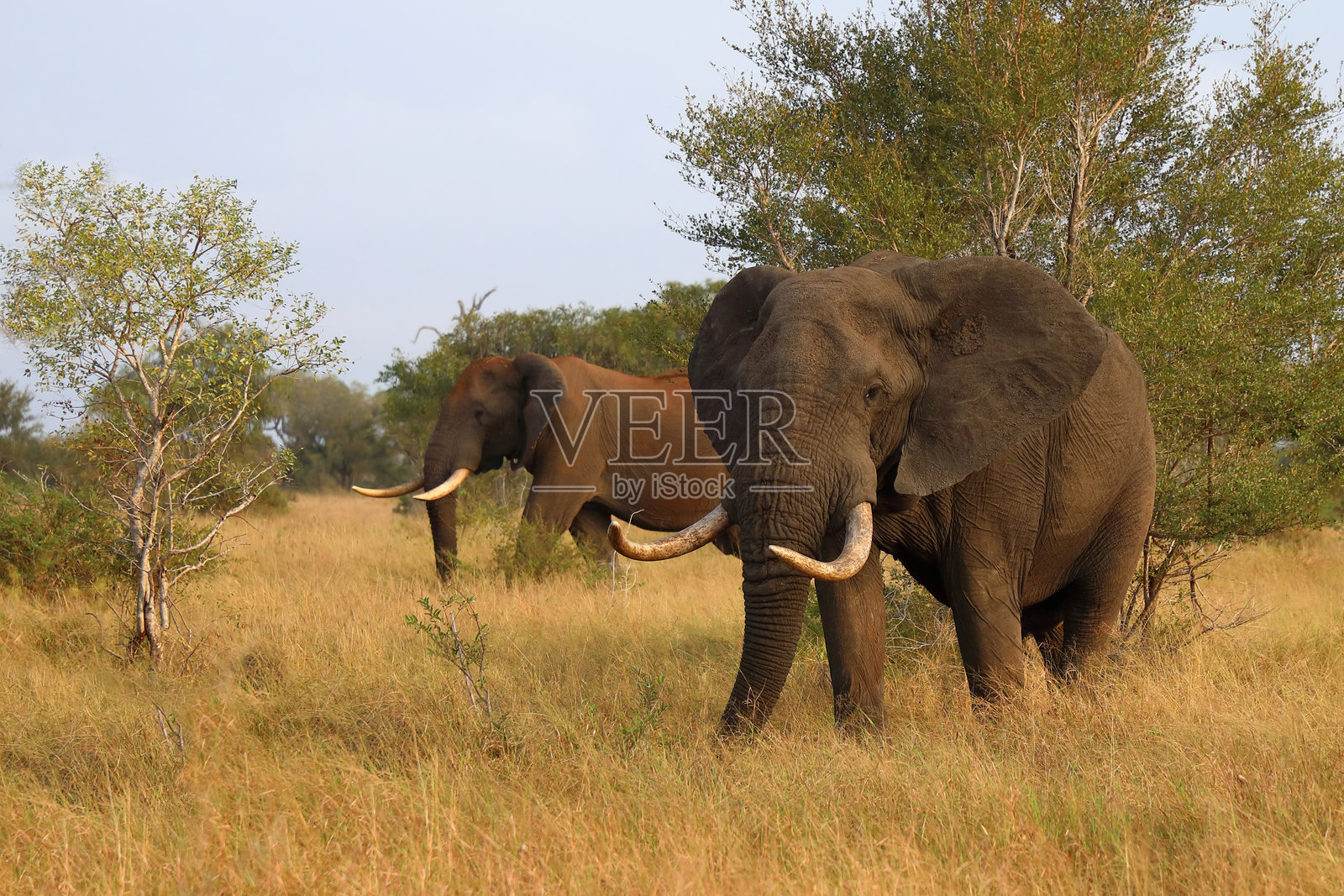 非洲象 / 非洲象 / 非洲象照片摄影图片
