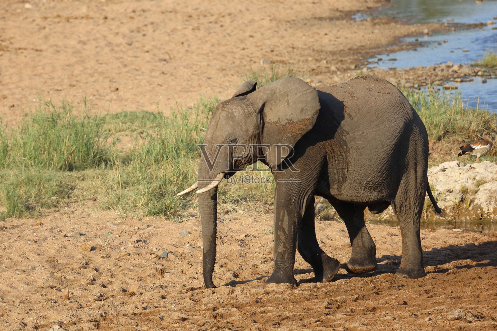 非洲象 / African elephant / Loxodonta africana照片摄影图片