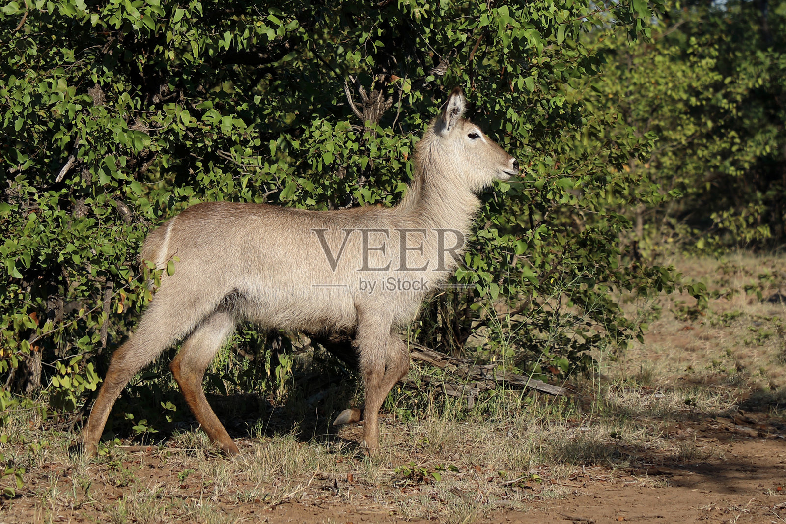 水羚 / Waterbuck / Kobus ellipsiprymnus照片摄影图片