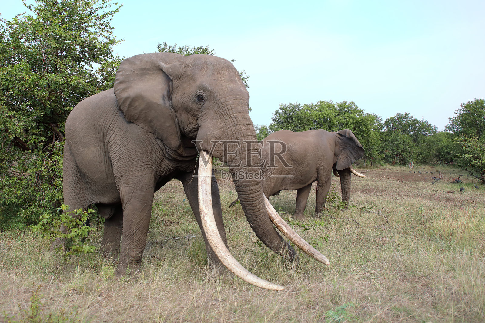 非洲象 / 非洲象 / 非洲象 (Loxodonta africana)照片摄影图片