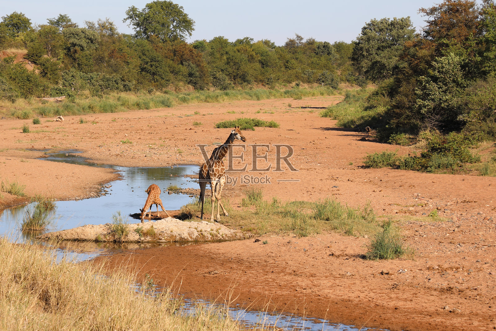 特森泽河中的长颈鹿 / Giraffa camelopardalis照片摄影图片