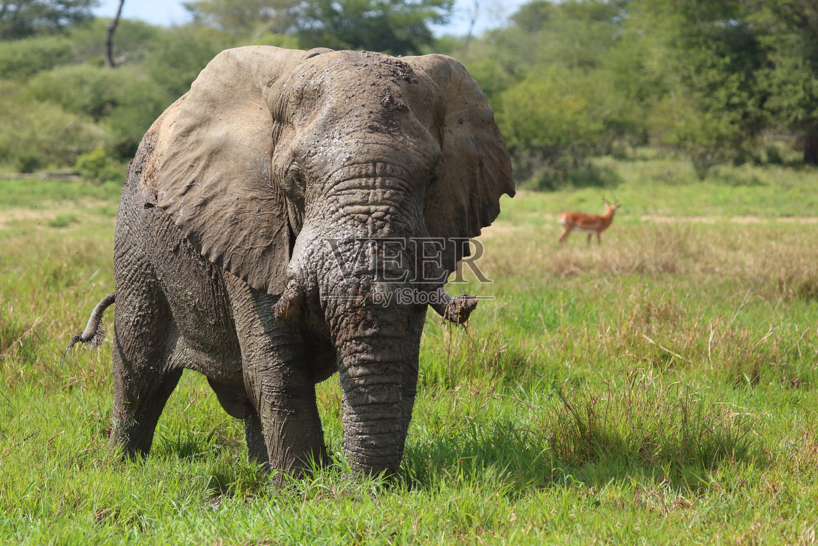非洲象在泥浆中 / Loxodonta africana照片摄影图片