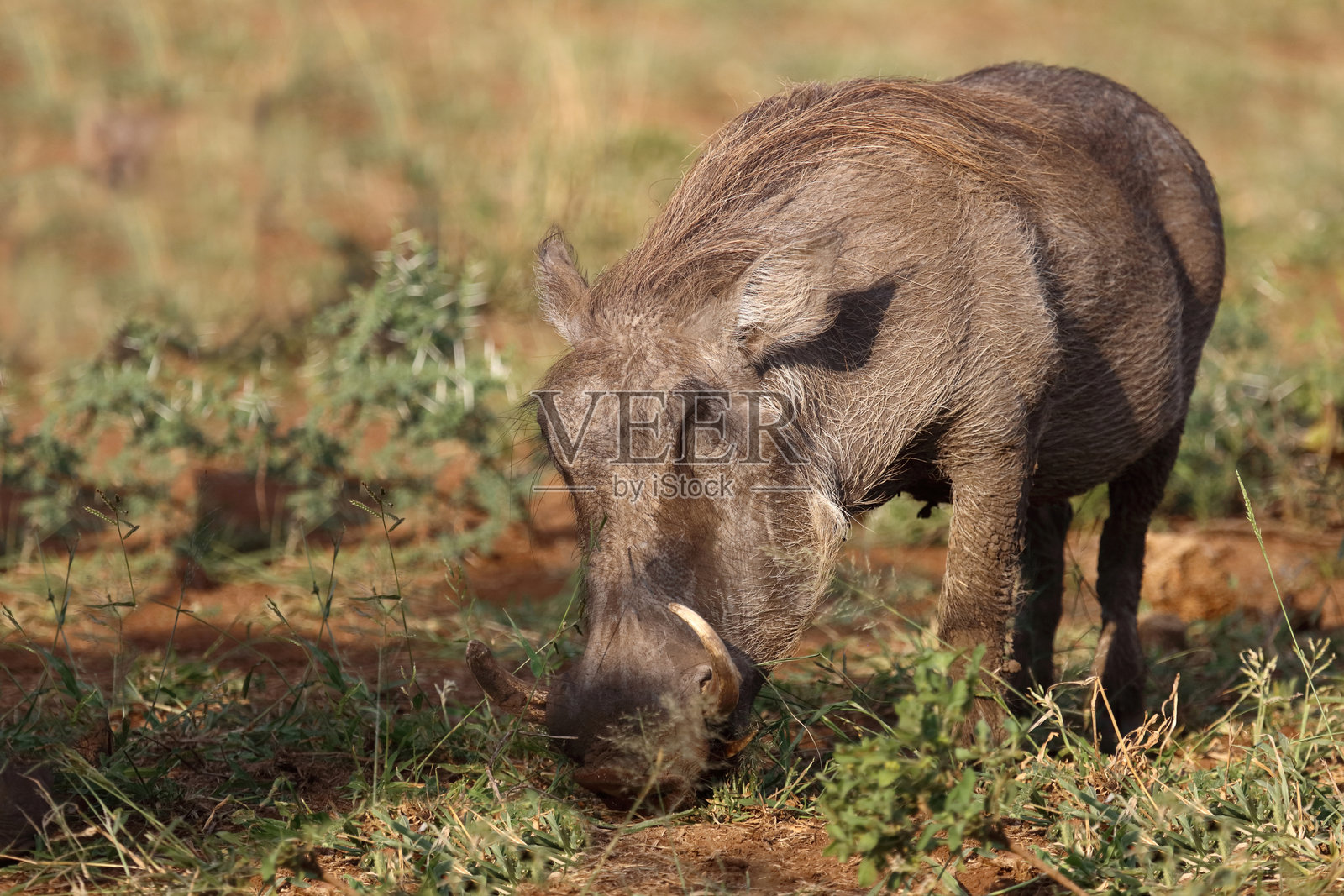 疣猪 / 疣猪 / 非洲疣猪照片摄影图片