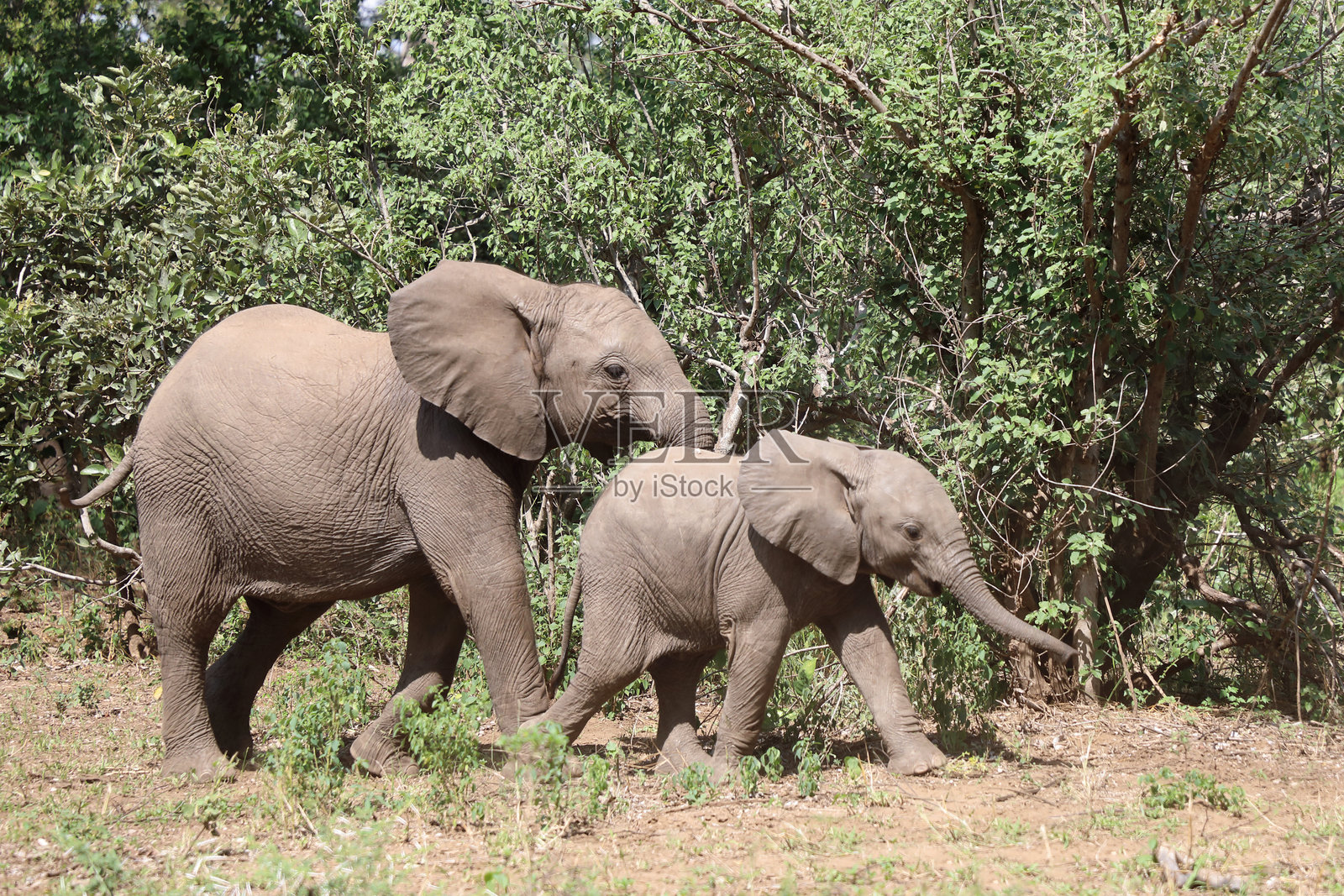 非洲象 / African elephant / Loxodonta africana照片摄影图片