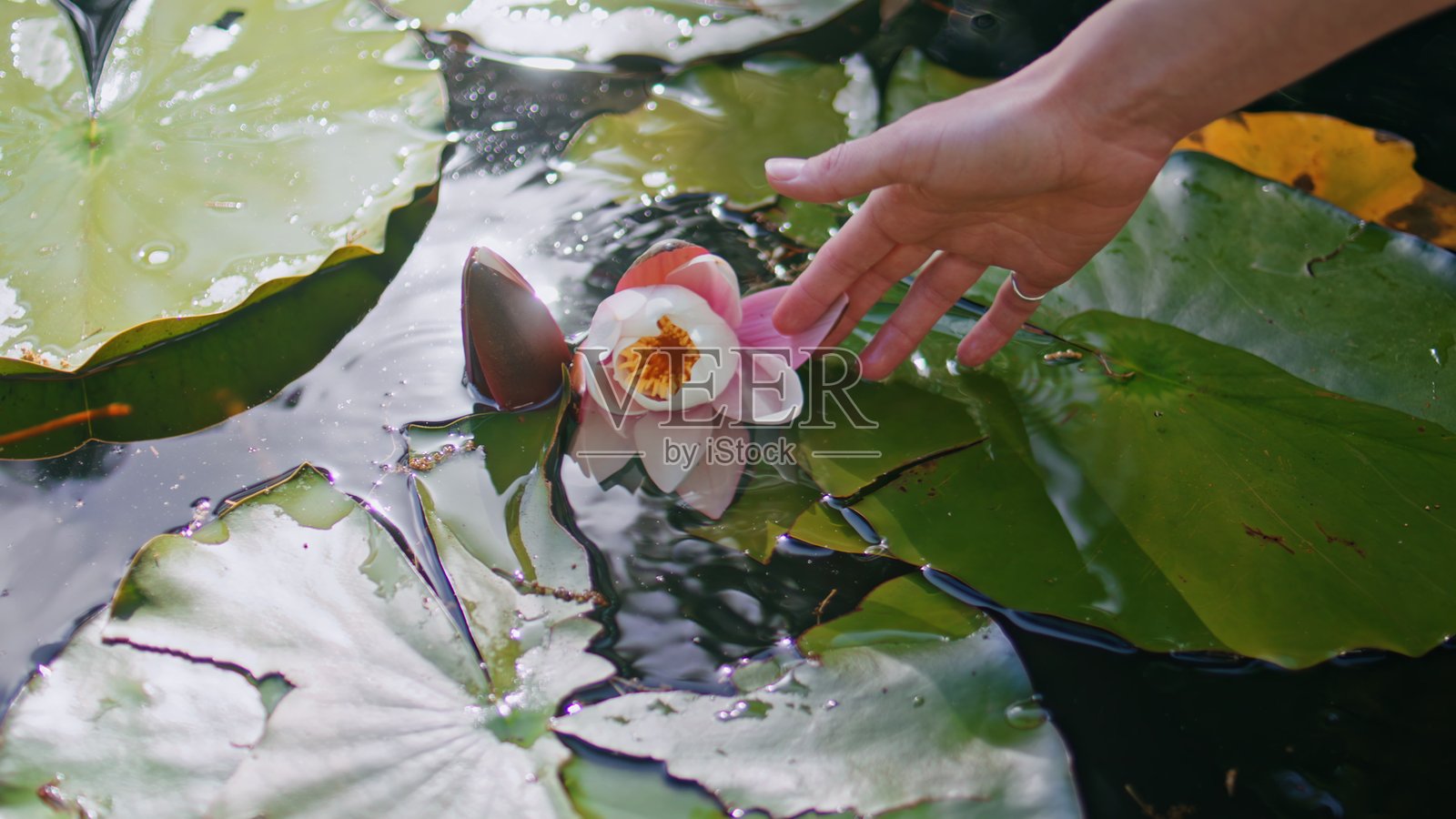 女人的手轻触宁静池塘中的百合花特写。女士的手指轻抚花朵。照片摄影图片