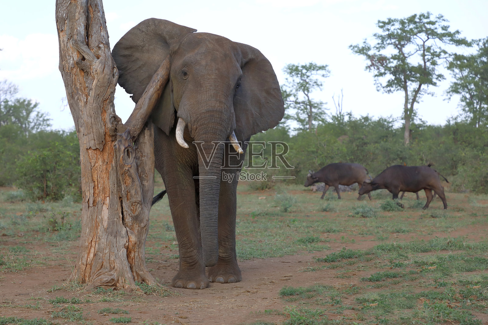 非洲象 / 非洲象 / 非洲象照片摄影图片