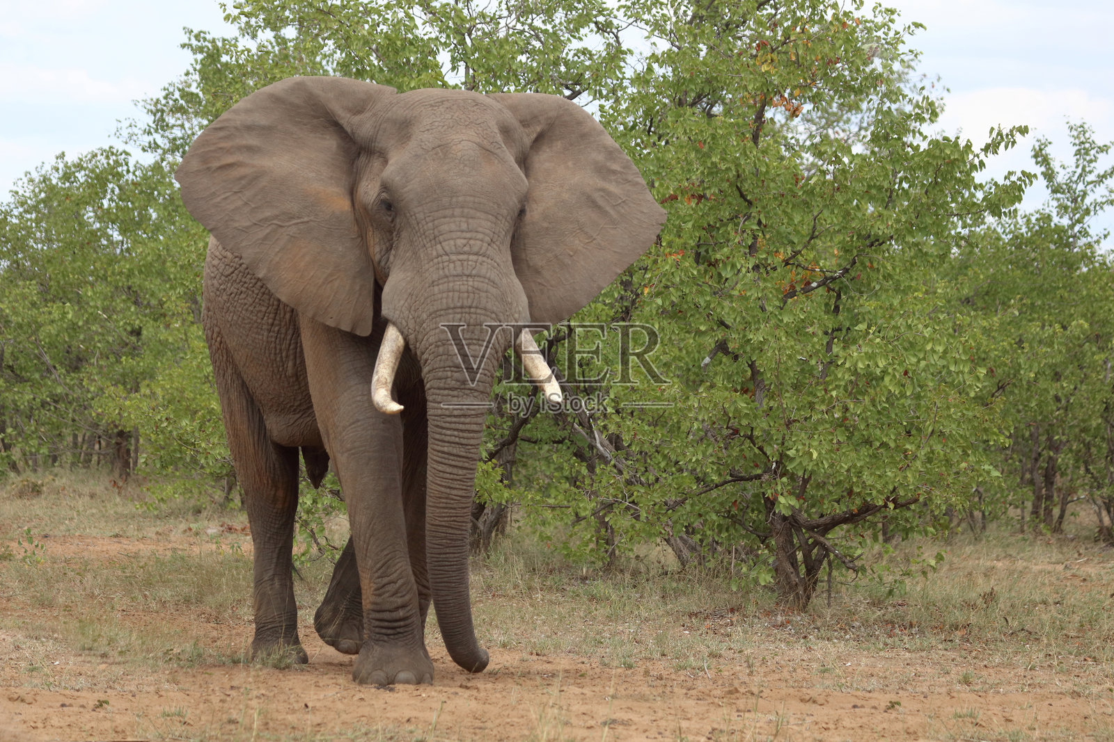 非洲象 / African elephant / Loxodonta africana照片摄影图片
