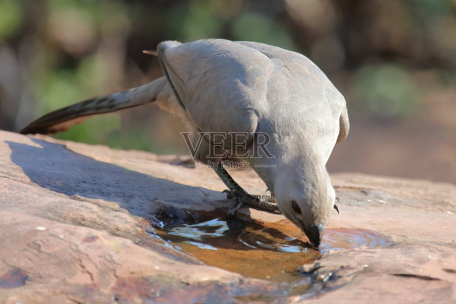 灰色去去鸟 / Corythaixoides concolor照片摄影图片