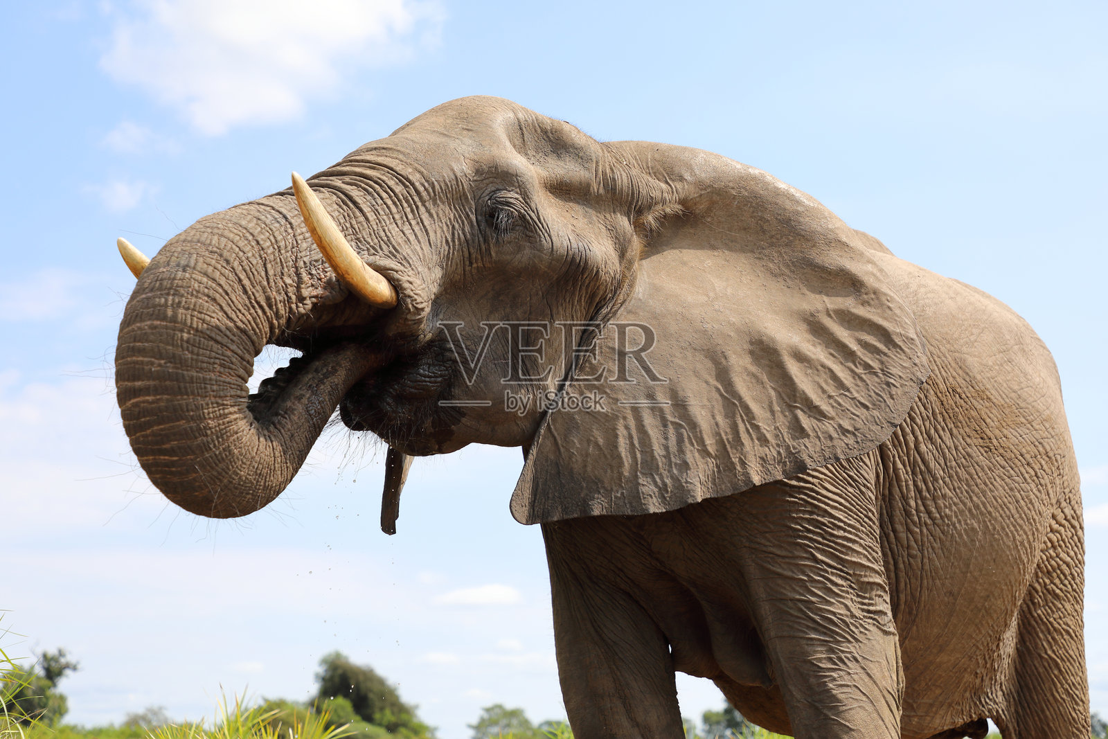 非洲象 / 非洲象 / 非洲象照片摄影图片