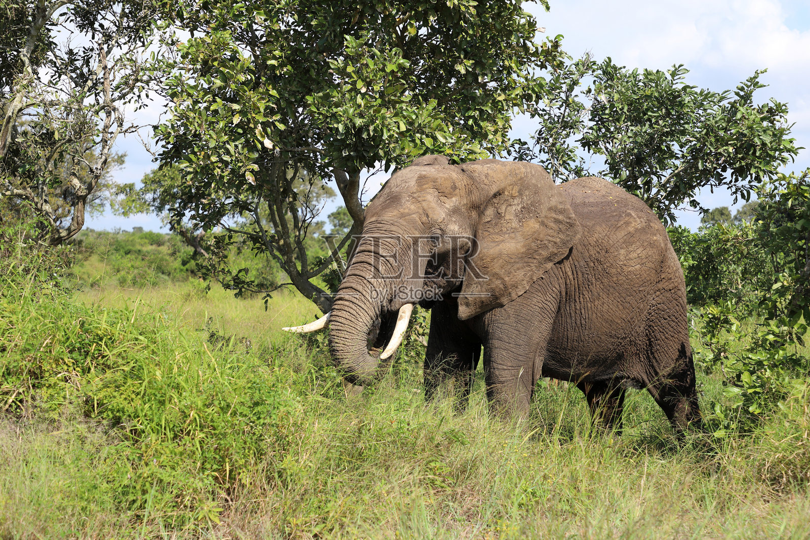 非洲象 / African elephant / Loxodonta africana照片摄影图片