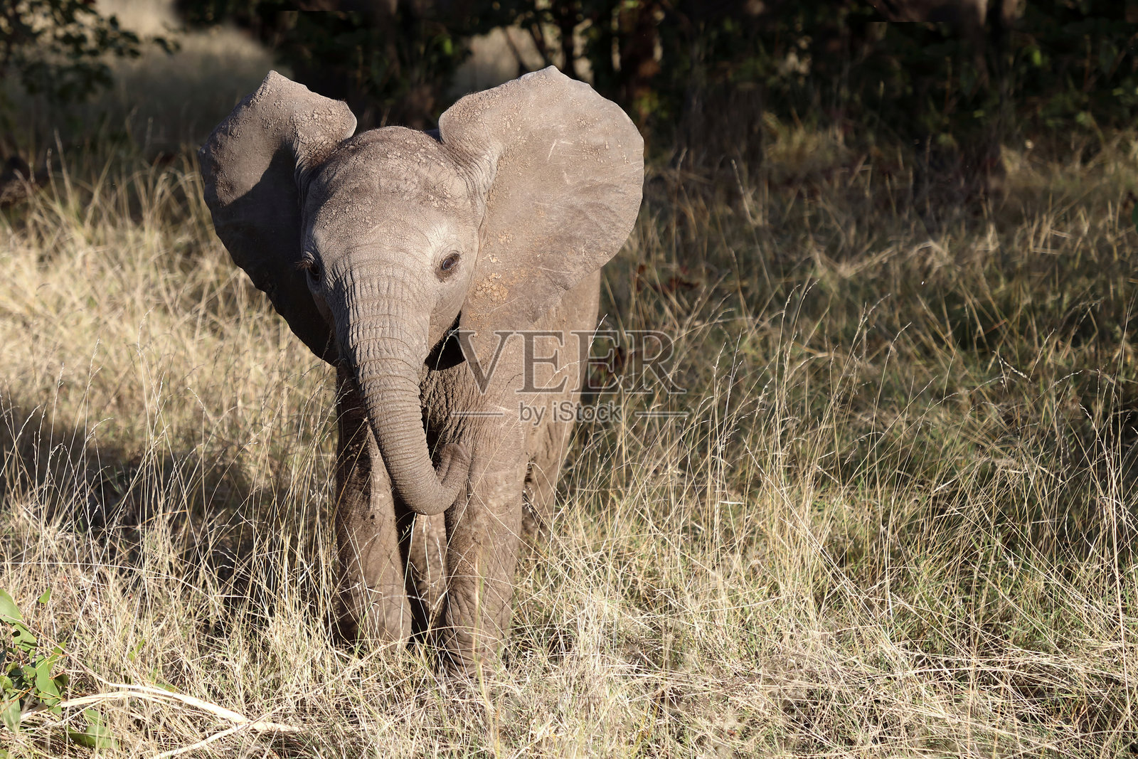 非洲象 / 非洲象 / 非洲象照片摄影图片