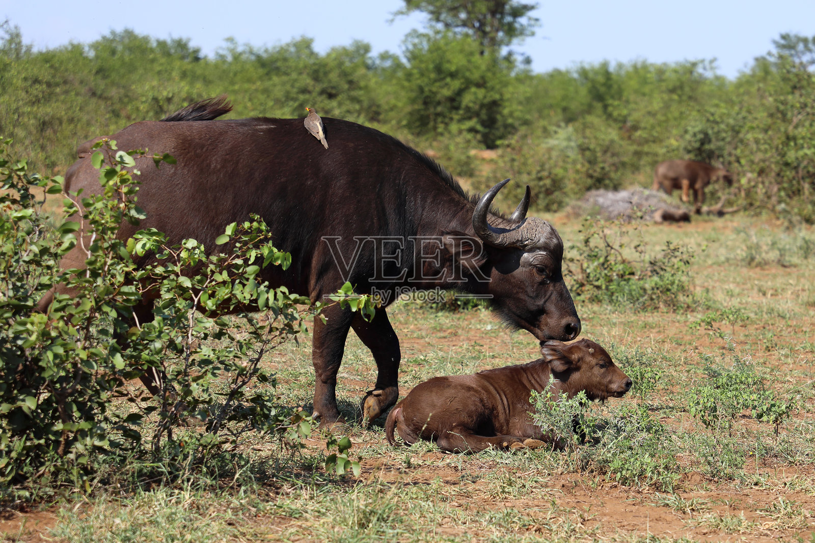 咖法牛和黄嘴牛啄鸟 / 非洲水牛和黄嘴牛啄鸟 / Syncerus caffer 和 Buphagus africanus照片摄影图片