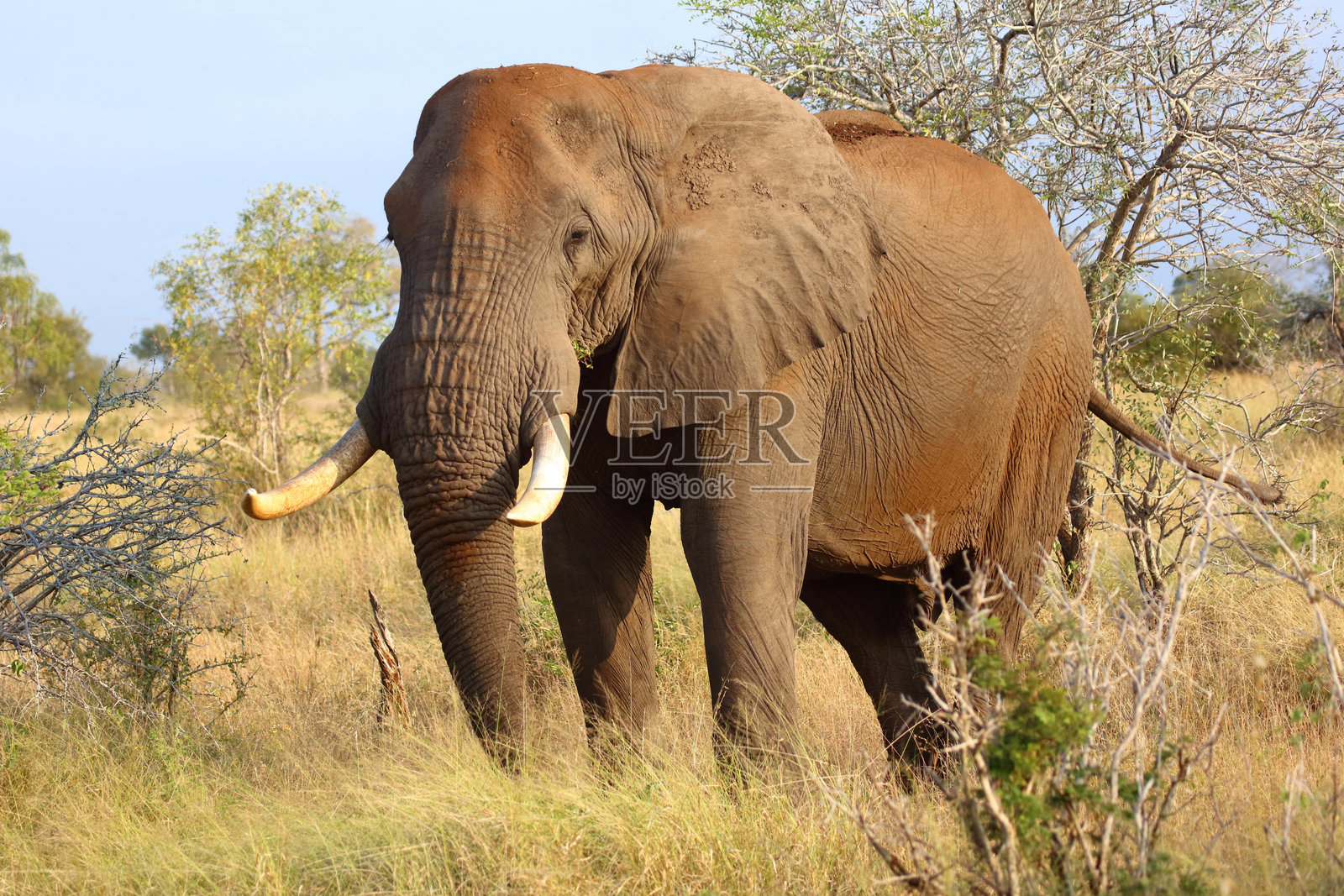 非洲象 / African elephant / Loxodonta africana照片摄影图片