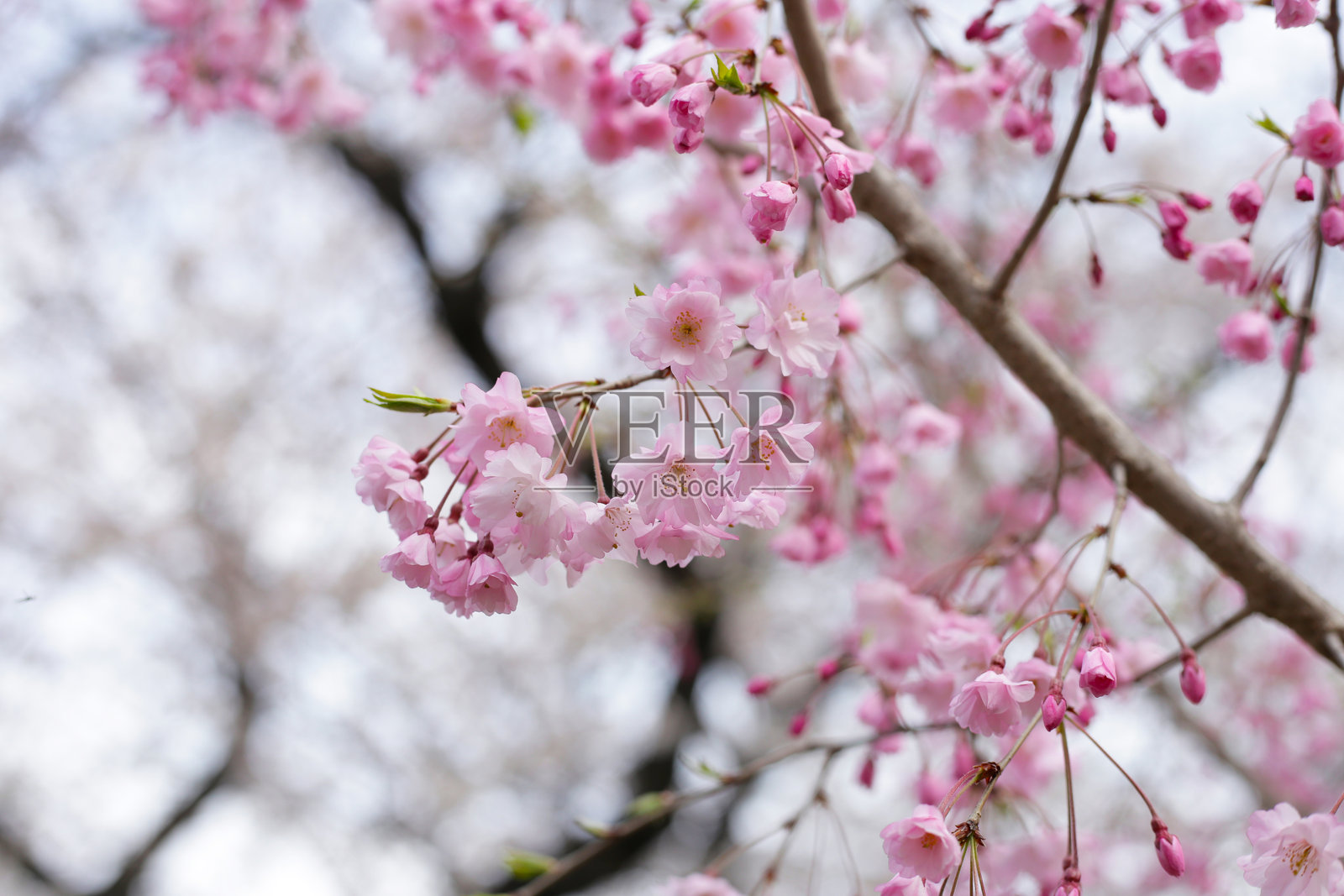 樱花树枝，樱花照片摄影图片