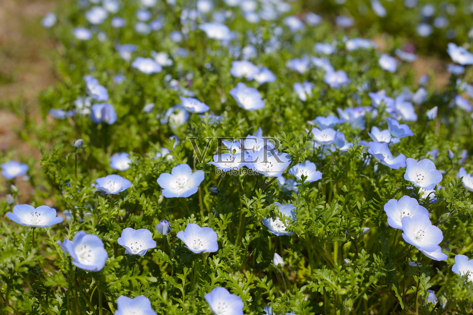 公园里的蓝眼泪花照片摄影图片