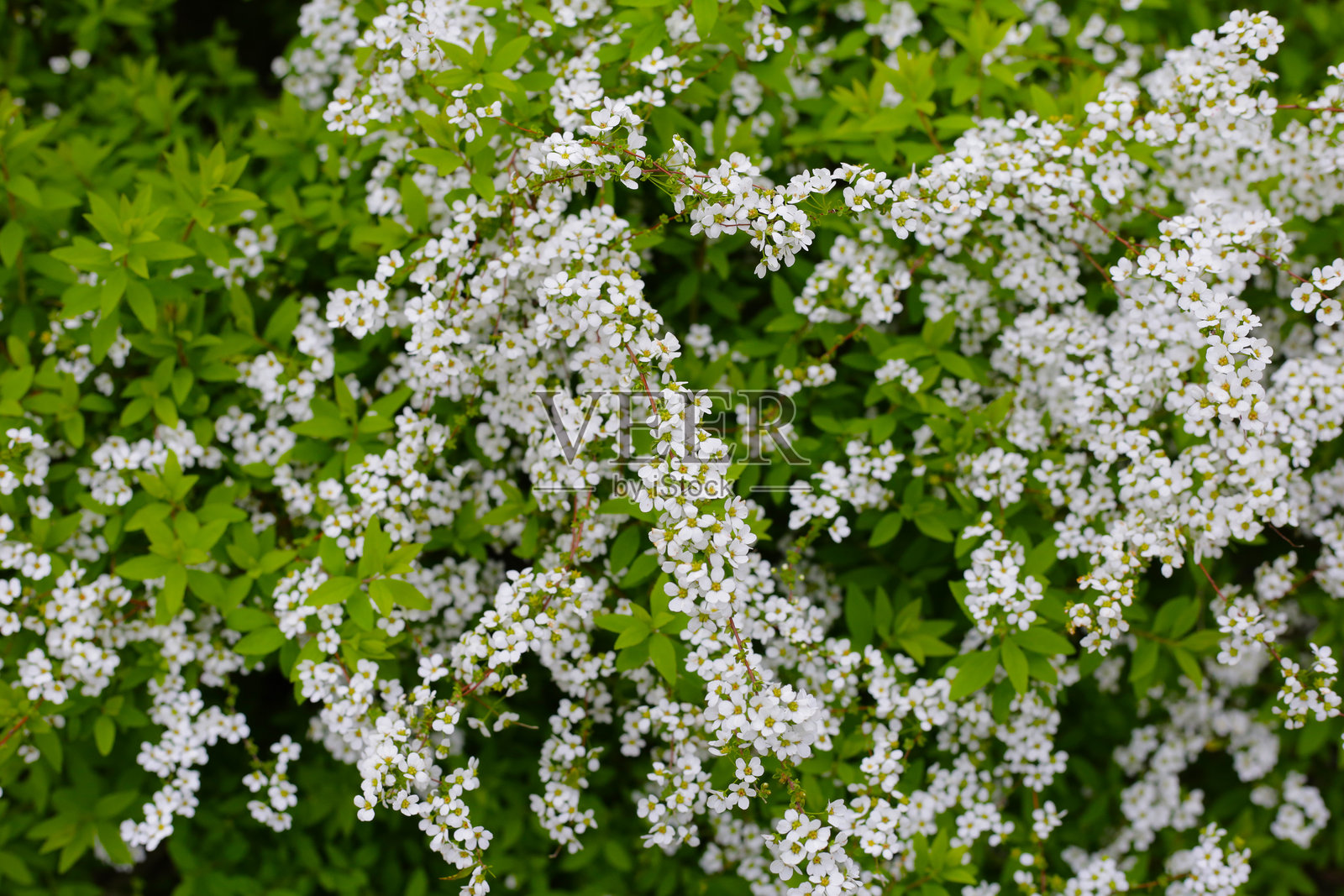 日本公园中的白色榆叶梅花照片摄影图片
