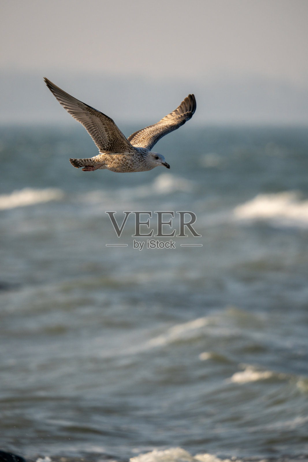 海鸥在海洋上空飞翔照片摄影图片