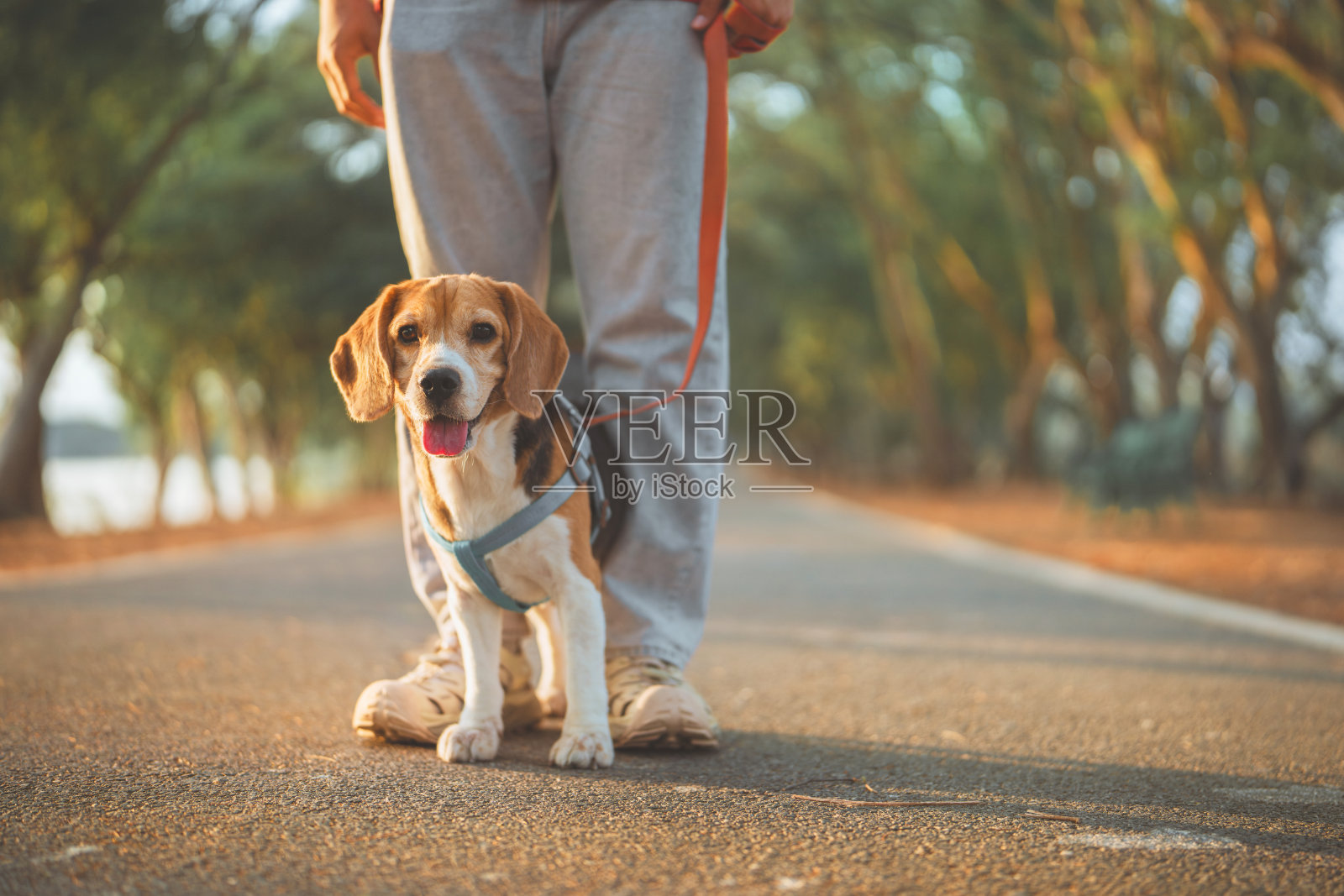 主人和他的比格犬在夏季早晨的狗公园里散步时玩得很开心，狗狗训练，留白空间。照片摄影图片