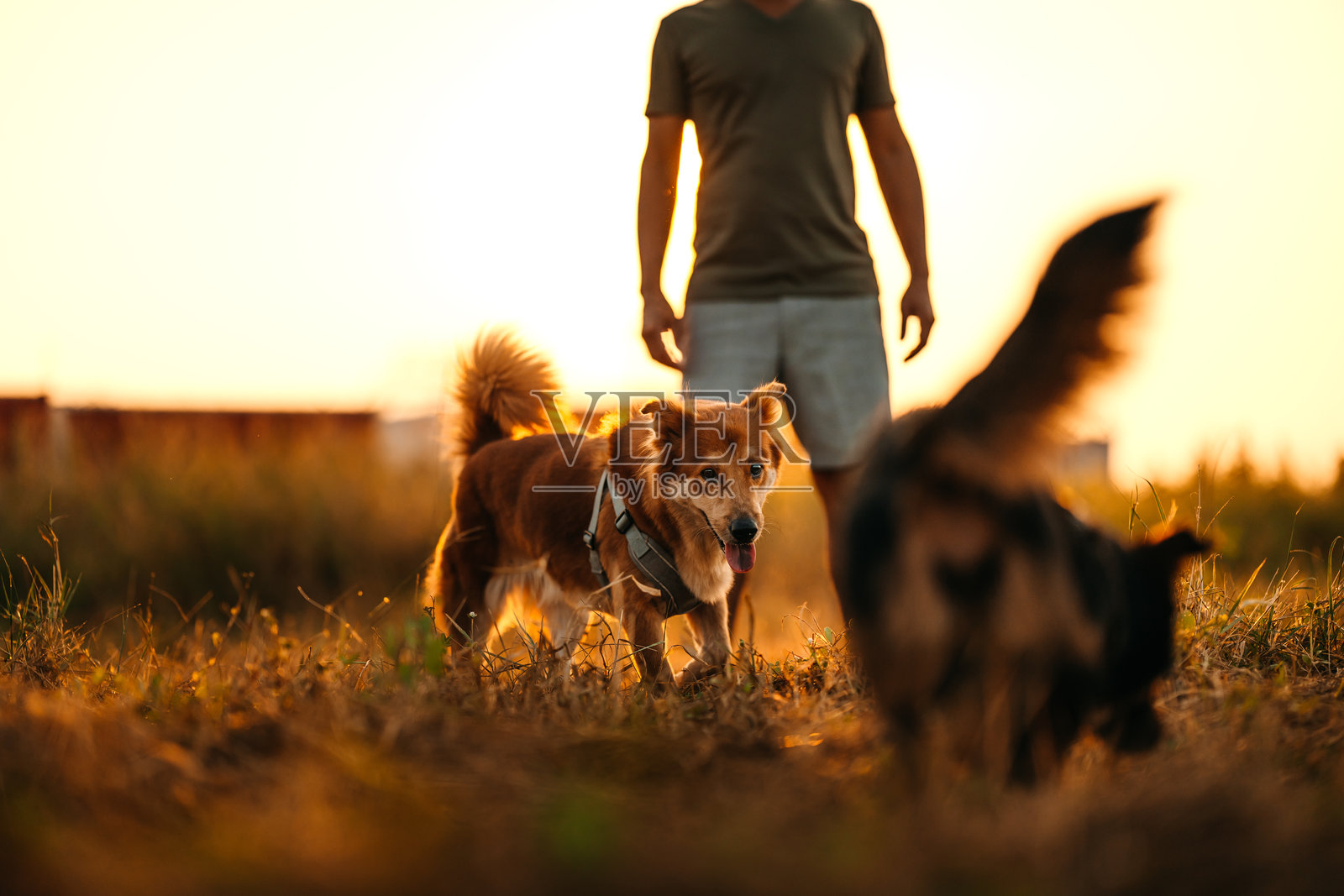 狗狗在日落时分与主人快乐地在草地上散步。宠物与家庭的概念。照片摄影图片