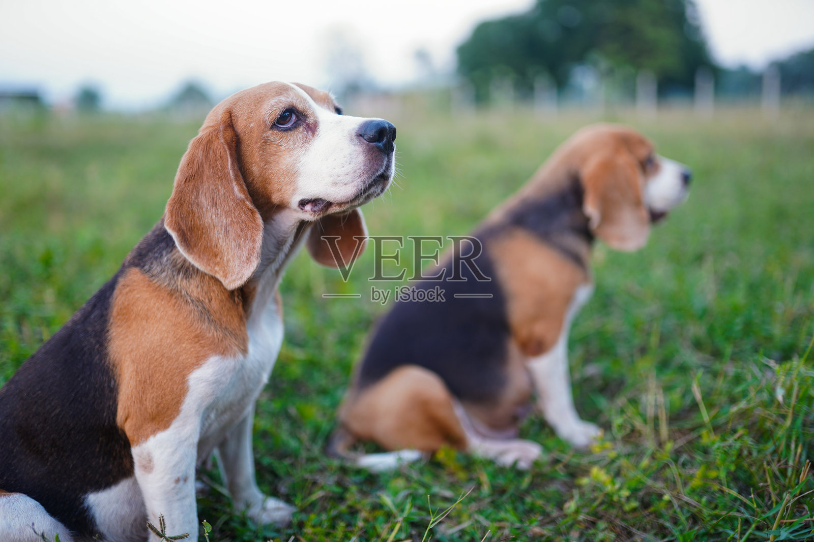 两只比格犬在日落时分的自然绿野中放松休息照片摄影图片