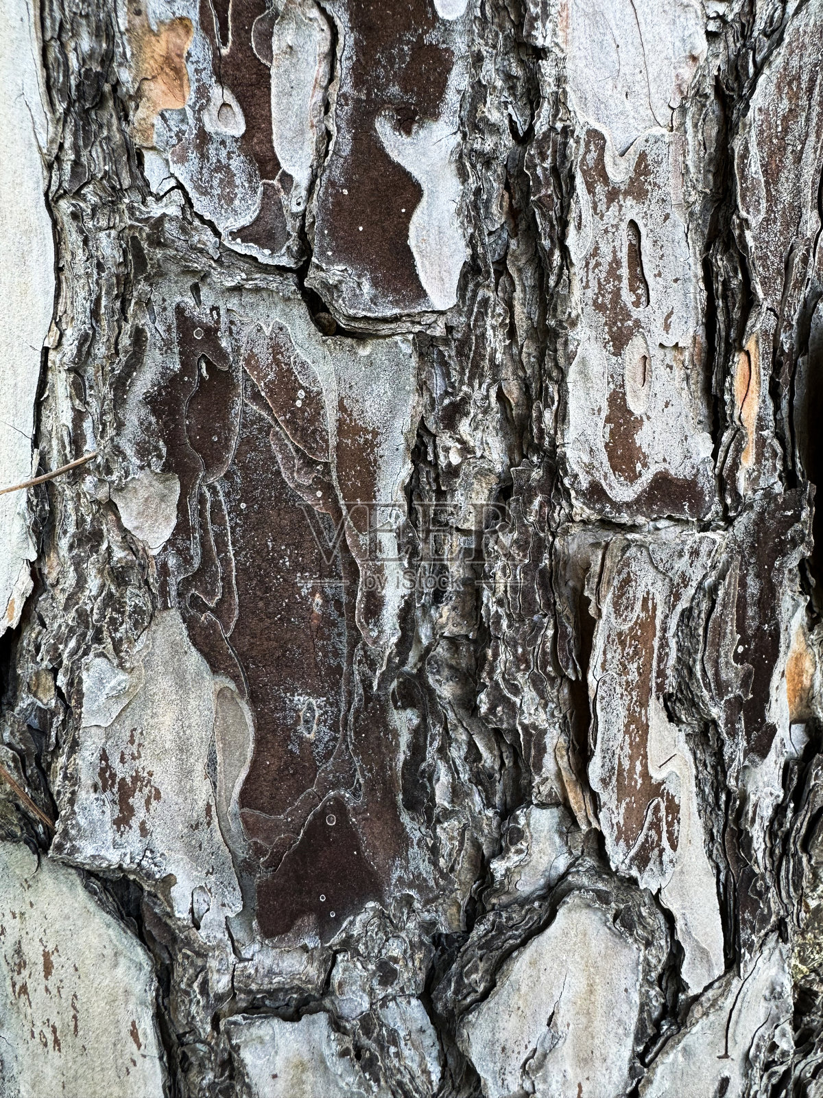 展示自然环境中复杂图案和土色调的树皮纹理照片摄影图片