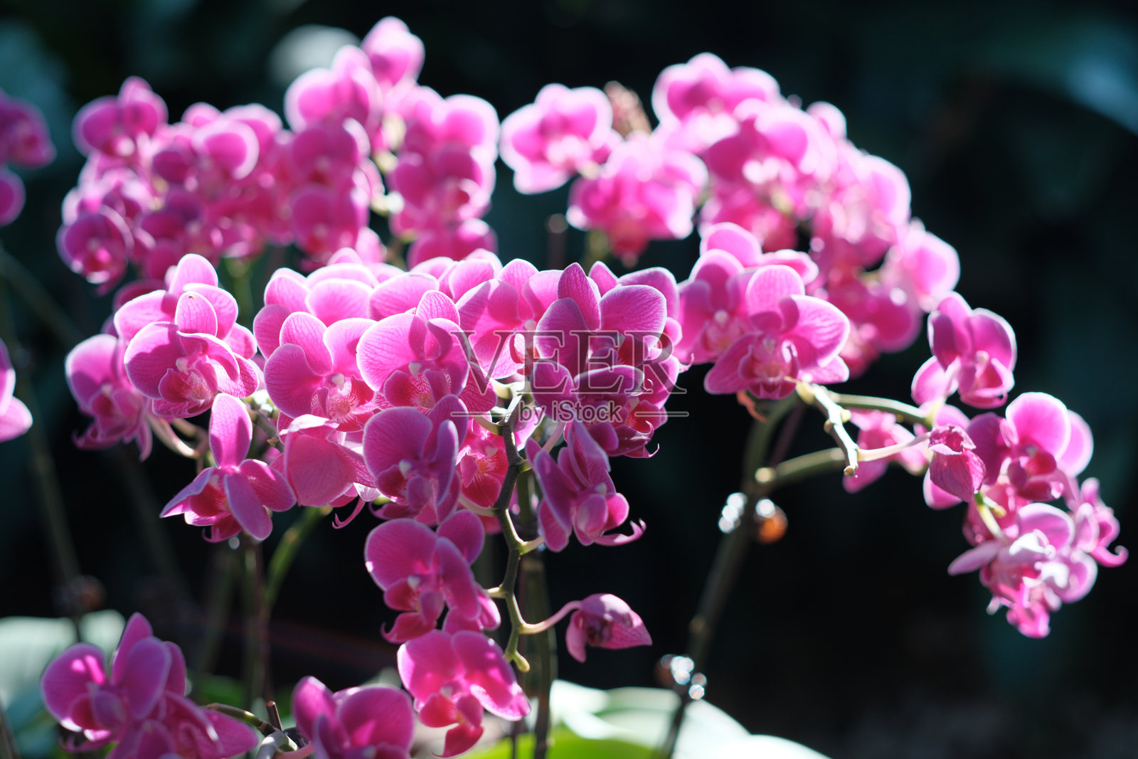 蝴蝶兰照片摄影图片