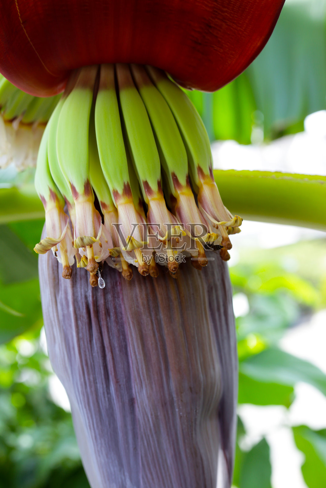 香蕉花与幼果照片摄影图片