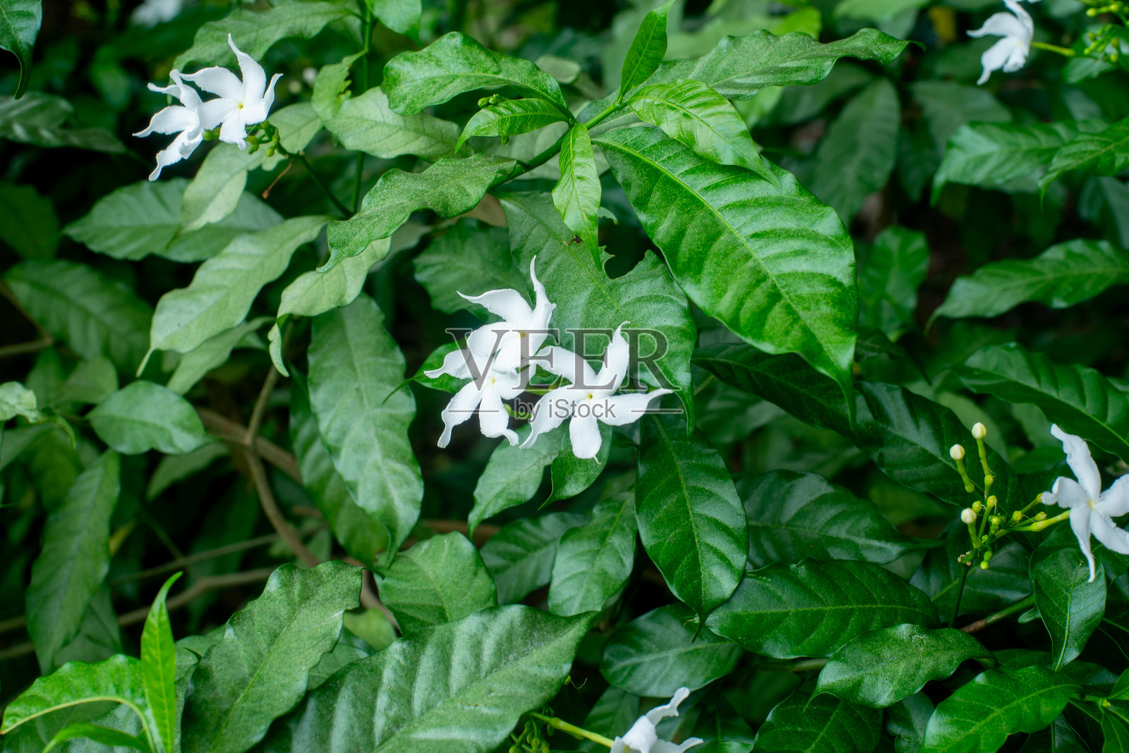 阳光明媚的背景下，低光照的绿叶和白色花朵。照片摄影图片