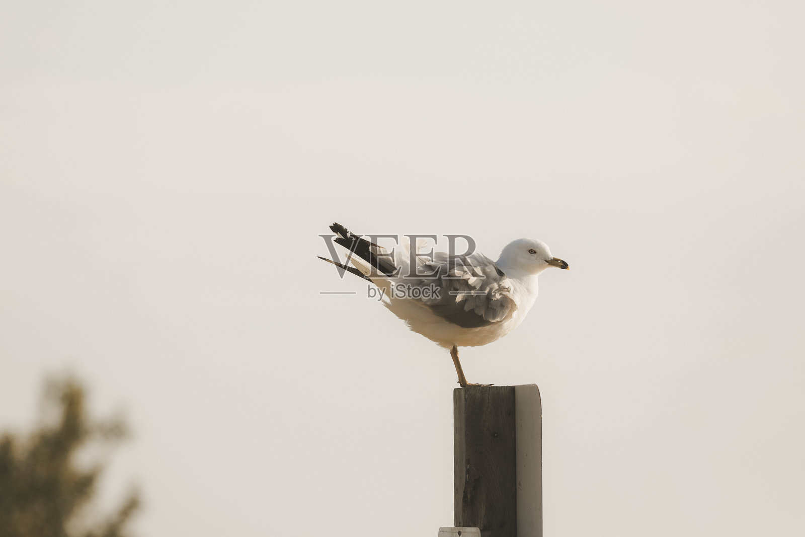 海滩上的海鸥照片摄影图片