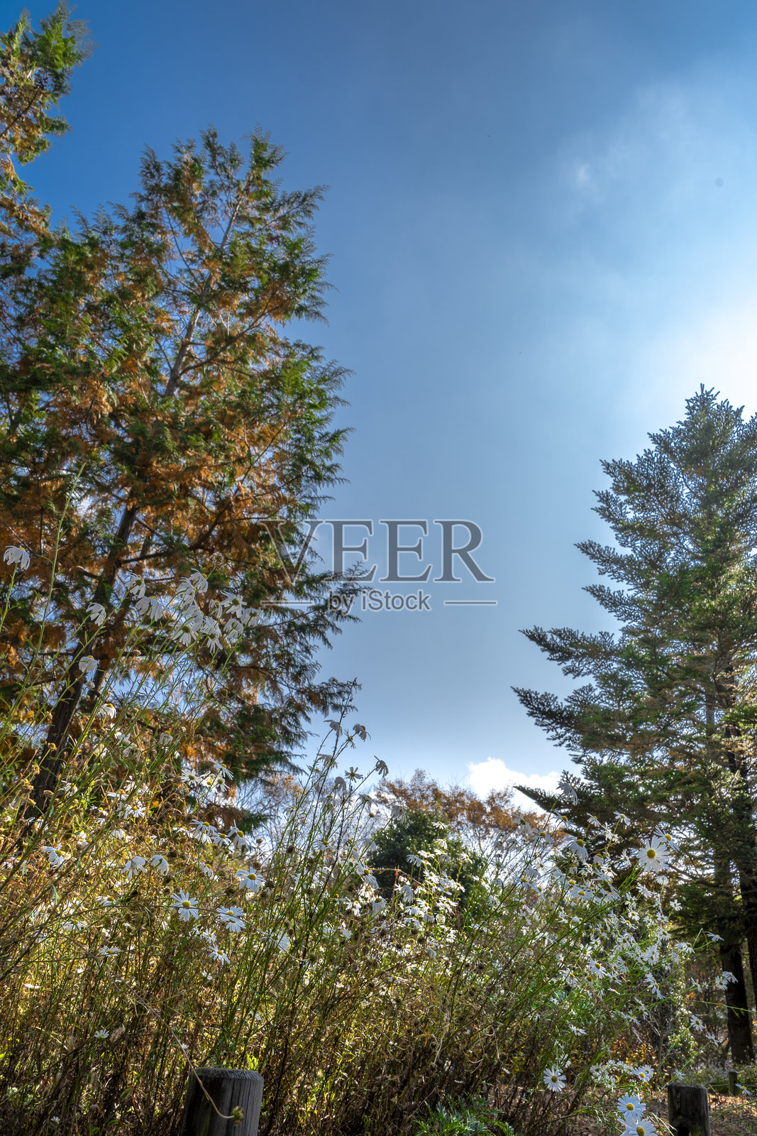 秋天的公园，五彩斑斓的树木和飘落的树叶照片摄影图片