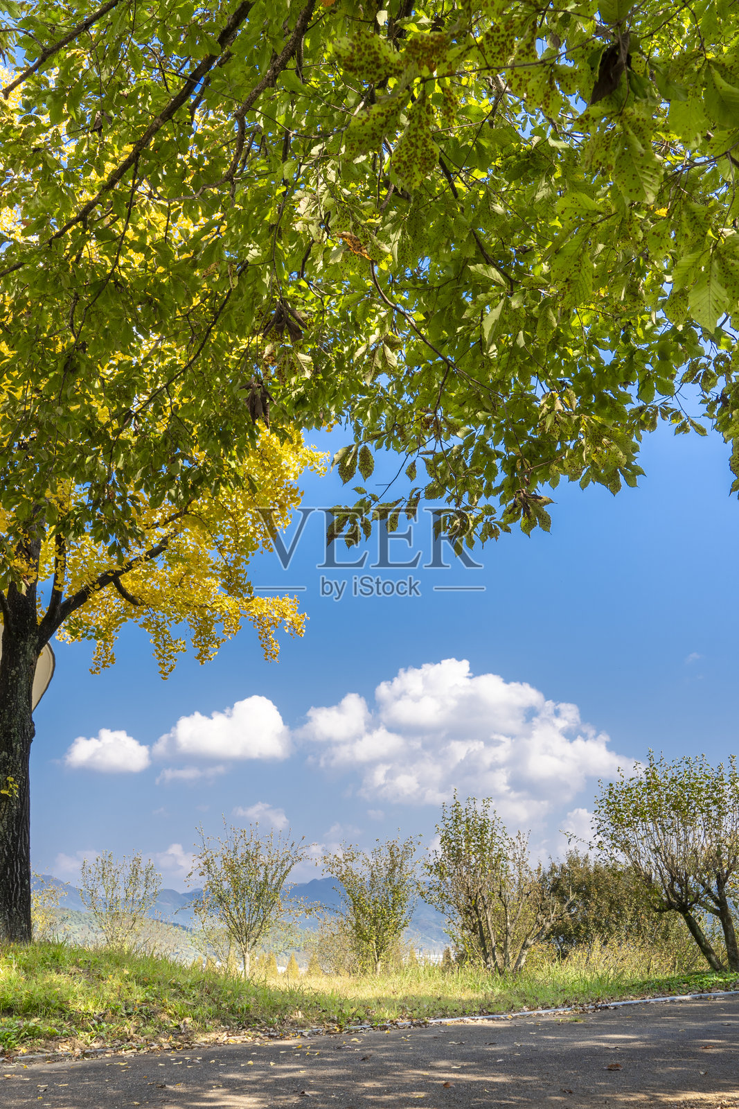 秋天的公园，五彩斑斓的树木和飘落的树叶照片摄影图片