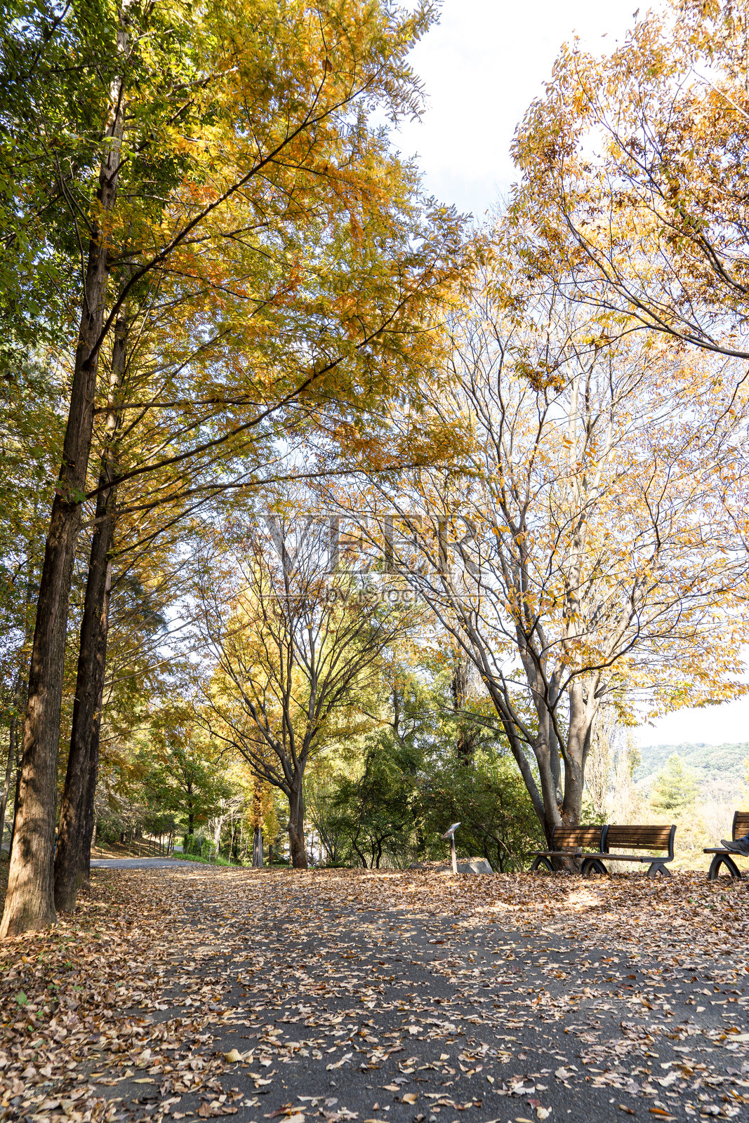 秋天的公园，五彩斑斓的树木和飘落的树叶照片摄影图片