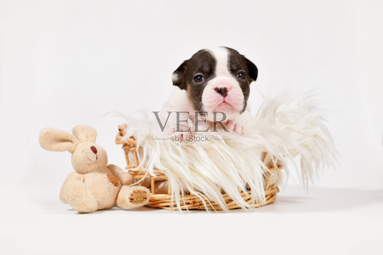法国斗牛犬小狗与玩具毛绒兔子在篮子里照片摄影图片