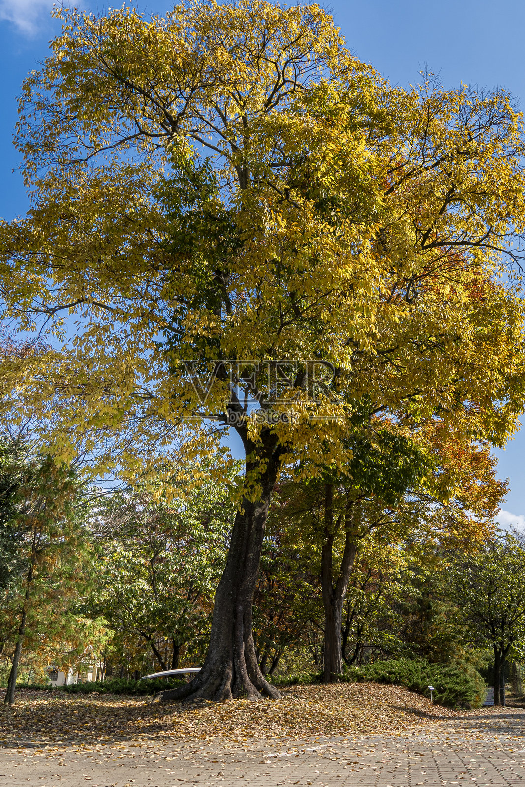秋天的公园，五彩斑斓的树木和飘落的树叶照片摄影图片